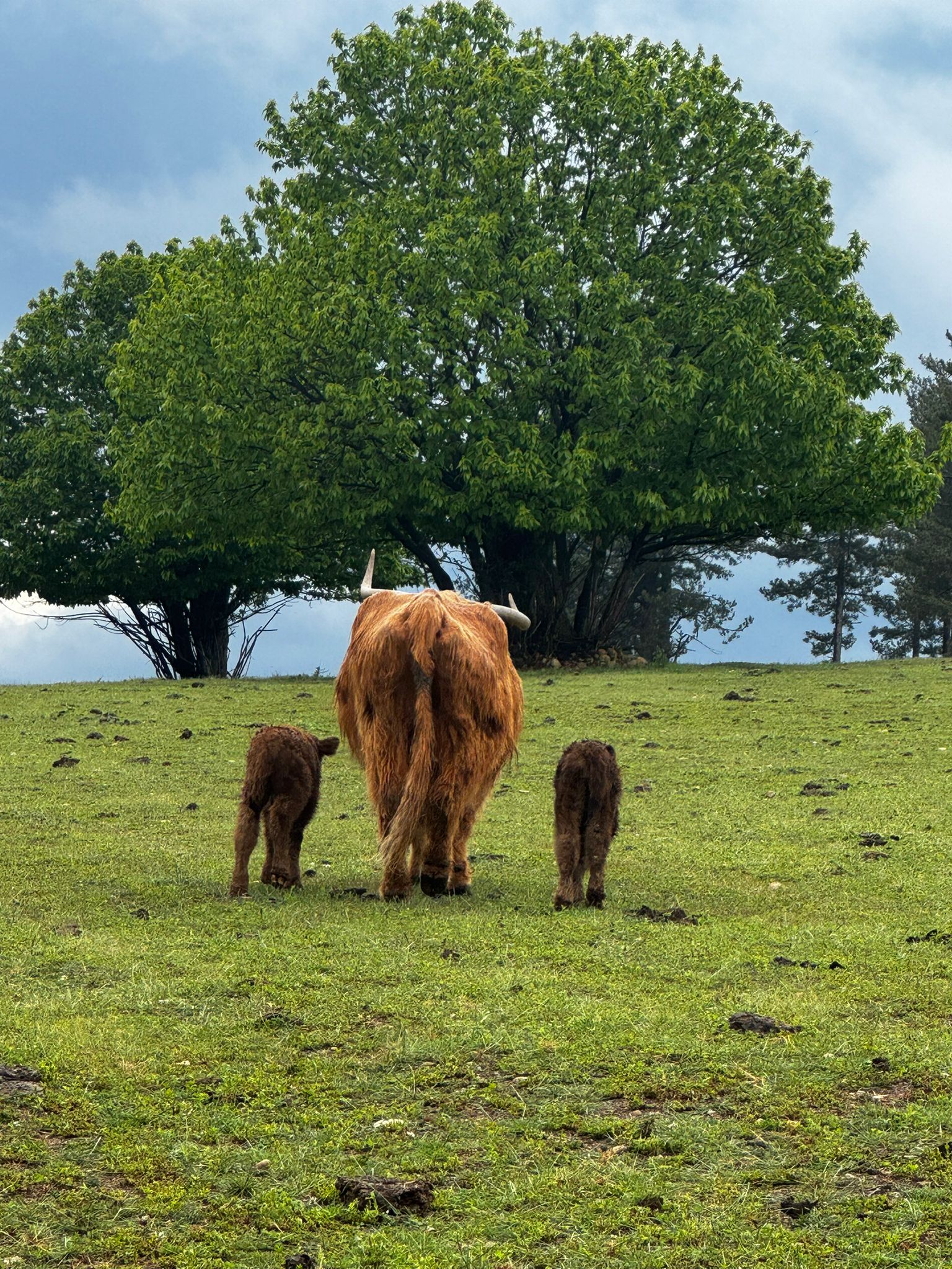 Bovini Highland Scozzesi - Allevamento estensivo